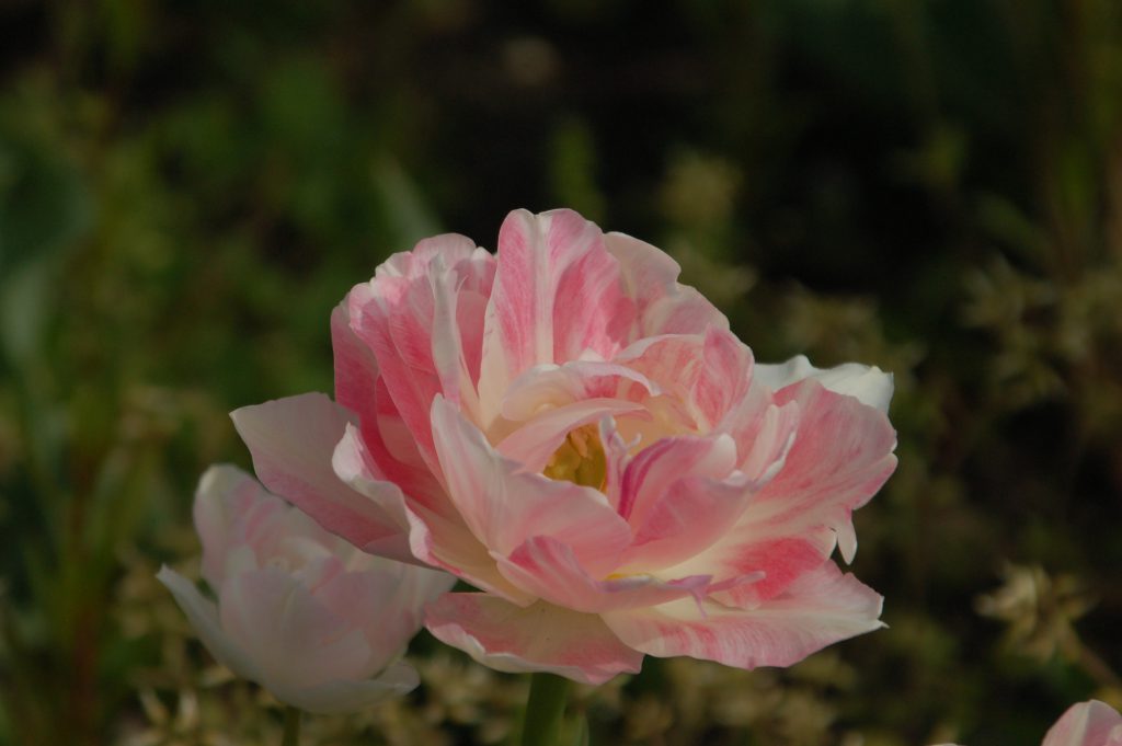 小室圭さん報道について