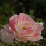 小室圭さん報道について